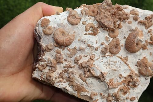 Image of Ammonites & Gastropods Plate Cretaceous Fossils Fossils from Morocco Fossil Rock ammonites Fossil from Morocco A193