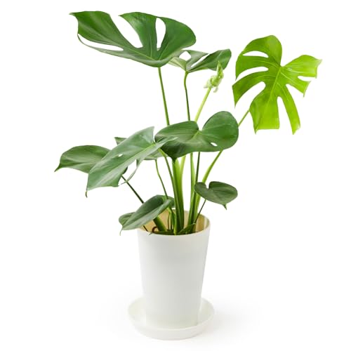 bloomee モンステラ 6号 観葉植物