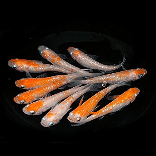 紅白ラメ メダカ/赤美月【選漏れ】〈5ペア〉/めだか処 利久庵/生体 成魚