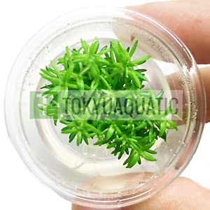 3 Lịvẹ Plạnts Pogostẹmon ẹrẹctus Nạno Cup Tropịcạl Frẹshwạtẹr ạquạrịum Lịvẹ Plạnt Dẹcorạtịon