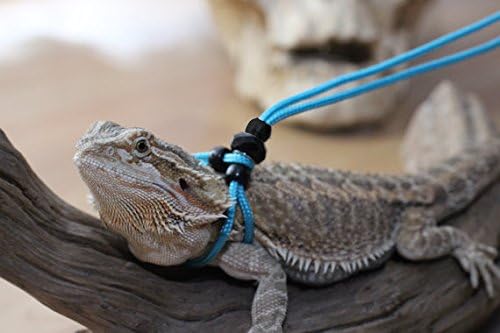 Adjustable Reptile Leash Harness Great for Reptiles or Small Pets 100% Adjustable One Size Fits Most (3 Feet, Neon Blue)