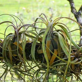 yϗtA^qzTillandsiaGAvc `WA^eBWA 10 (Flexuosa) [sAi]