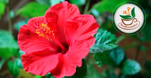 Teadreamtea Hibiscus Tea Bags | 100 Bleach-Free Tea Bags | Caffeine Free | Dried Hibiscus Flowers | Hibiscus Flower Tea | Dried Flower Tea | Brew Hot Or Iced |Herbal Hibiscus Tea #TOP6