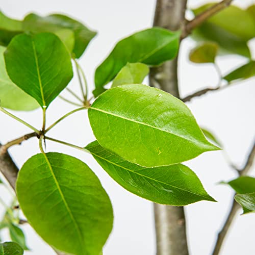 Perfect Plants Orient Pear Tree 4-5 Feet | Live Outdoor Plant For Real Fruit | Heavy Fruit Producing Qualities | Home Garden Approved For Easy Growing #TOP3