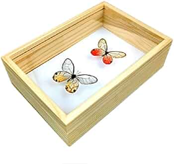 Amazon.co.jp: 標本箱無垢材昆虫標本箱蝶標本箱ガラス面ポピュラー Amazon.co.jp: 標本箱無垢材昆虫標本箱蝶標本箱ガラス面ポピュラー