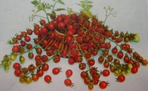 Amazon.co.jp: 植物種子 超甘い赤真珠 ミニトマト 種 6粒 : DIY