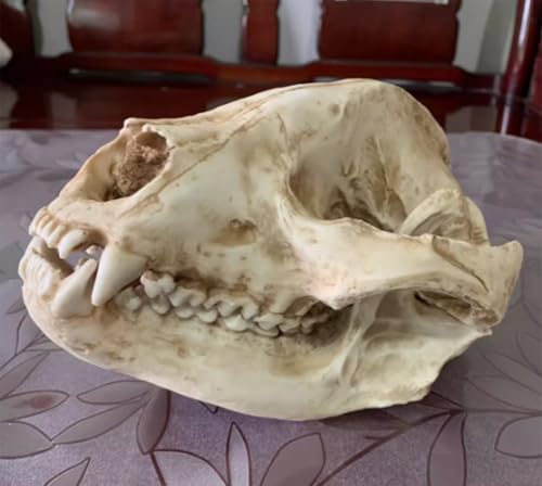 Statue de crâne de panda AMITD en taille réelle 23 cm pour collectionneur