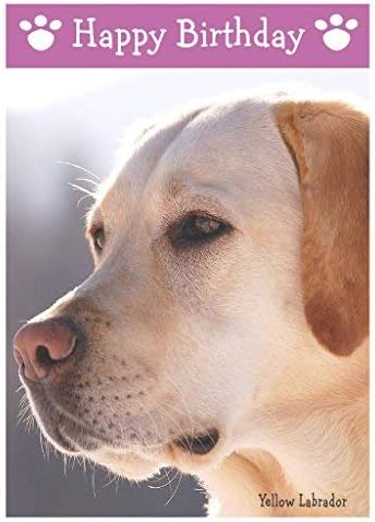 Yellow Labrador, Dog Birthday Card