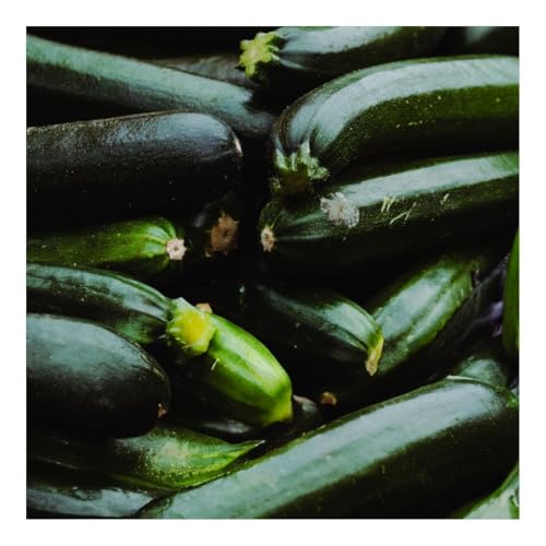 PREMIER SEEDS DIRECT - COURGETTE - Black Beauty - 40 Seeds