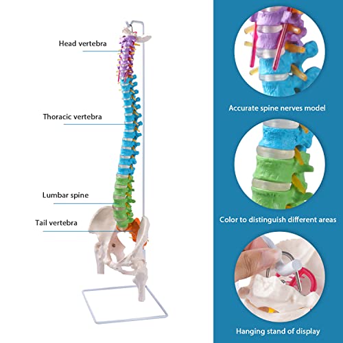 Image of breesky Flexible Spine Model, 34.6'' Life Size Human Spinal Cord Anatomical Model with Stand Color Coded Regions Indicate The Cervical, Thoracic and Lumbar Spine for Med Students and Chiropractors