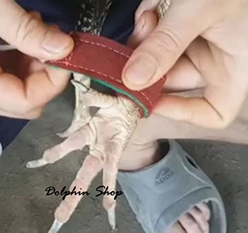 Dolphin Shop, Fighting Rooster Gamefowl 2 Pairs Mitt Protective Safety Poultry Bird Para Gallos Breeding Supplies Color Blue And Red Leg Protect & Care(F2) #TOP3