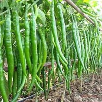 100pieces Green Chilli Vegetable Seeds
