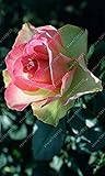 tee in beutel kaufen Contenido del paquete: 1 unidad.