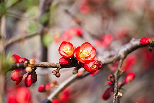 Chaenomeles 'Fire Dance' 80 cm Stammhöhe – Winterhart, Mehrjährig, Pflegeleicht – Zierquitte – Blütenstrauch für Garten & Kübel