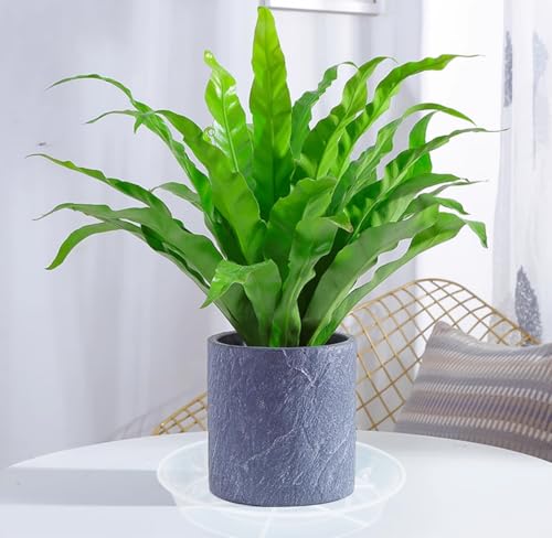 VUWEZ 6 Pack of 18 inch Plant Saucer (16 Inch Base), Plant Saucer 18 Inch Round, Plant Trays for Pots, Plant Drip Tray, Plant Pot Saucers, Pot Saucer 18\", Plant Saucers for Indoors (18\", Clear) - Thumbnail 3