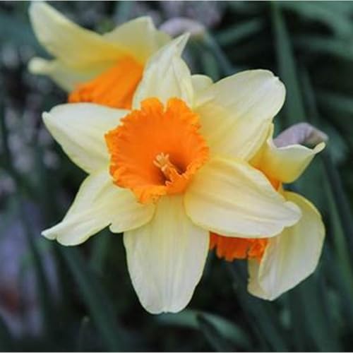 Narciso bulbi,piante erbacee perenni,Narcisi bulbi rosa,narciso fiore bulbi,narcisi bulbi mix,bulbi di fiori doppi, bulbi belli e sani,daffodil bulbi(senza semi,non artificiali)-4bulbi-C