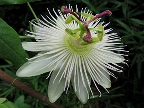 Passionsblume Passiflora Avalanche – ca. 30 cm – Exotische, mehrjährige Kletterpflanze mit weißen Blüten – Winterhart & Bienenfreundlich Passionsblume Passiflora Avalanche – ca. 30 cm – Exotische, mehrjährige Kletterpflanze mit weißen Blüten – Winterhart & Bienenfreundlich