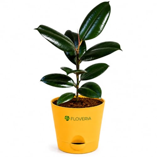 Image of Rubber Plant Indoor Live Plant with Pot | Natural Air Purifying House Plant | Low Maintenance Indoor Plant for Home & Office | Decorative Ficus Elastica Live Plant for Living Room