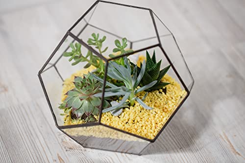Costa Farms, Succulents, Fully Rooted, Live Indoor Plant, 2.5-Inch Echeveria, In Grower's Pot, 4-Pack #TOP9