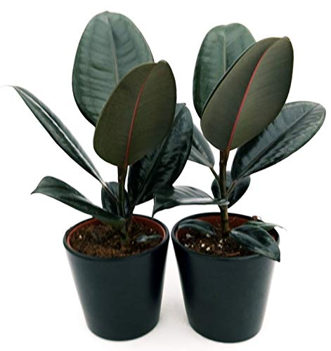 POWERS TO FLOWERS - FICUS ROBUSTA ABIDJAN, 2 PIANTE vaso 12cm, piante vere