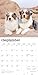 Australian Shepherds | 2026 12 x 24 Inch (Hanging) Monthly Square Wall Calendar | Plastic-Free | BrownTrout | Animals Dog Breeds