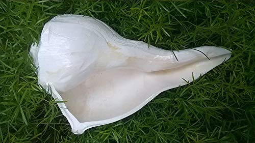 fairdeal Big Right Handed DAKSHINAVARTI SHANKH Lakshmi Conch for Worship Hindu Religious