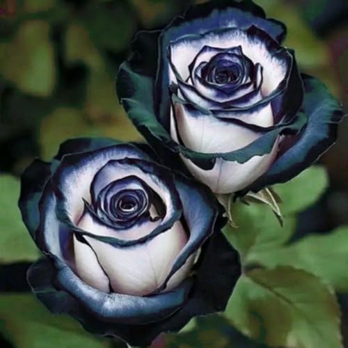 Intensità del profumo di rosa: un profumo debole. Forma del fiore: mezza spada petali con un nucleo alto. Diametro fiore: 10 cm.