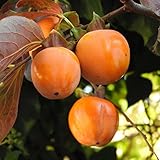 Persimmon Tree, American Persimmon Tree Plant Live 1 to 2 FT Bare Root, Ship Bears Sweet Crisp Fruit