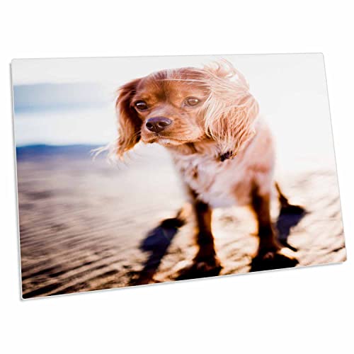 Tapete para escritorio 3dRose perro en la playa grande miniatura 1