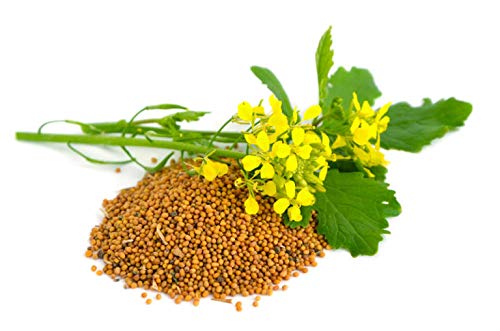 Seeds White Mustard Vegetable Garden Heirloom for Planting Non GMO - Image 5
