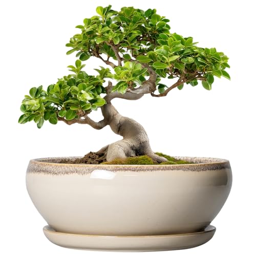 SQOWL 10 inch Round Beige