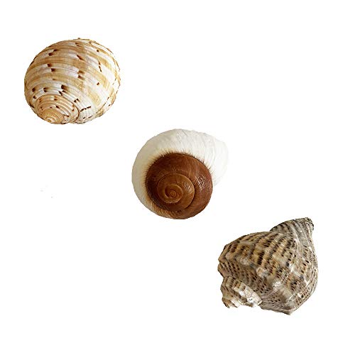 N/D Hermit Crab Shells 3PC Natural Large Hermit Crab Shells Turbo Shells 1.5"-3.5"