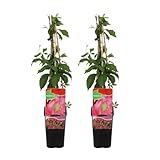 parra virgen chile PLANTA TREPADORA DECORATIVA: Parthenocissus quinquefolia 'Engelmannii', también conocida como hiedra de Engelmann o enredadera de cinco dedos, es una impresionante planta trepadora con llamativas hojas. Esta planta aporta un aspecto elegante y exuberante a tu jardín o patio, ideal para cubrir paredes, vallas y pérgolas.