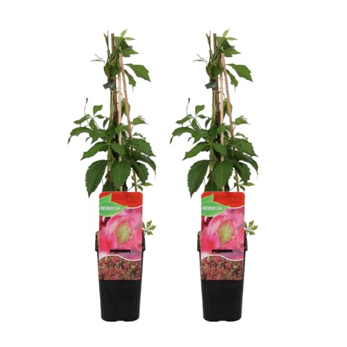 Bloomique - Set de 2 - Parthenocissus quinquefolia ‘Engelmannii’ - Parra virgen - Trepadora - Resistente al frío - 50-70 cm - Maceta 15 cm