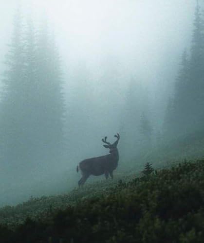 Ep. 80 - The Deer Are NOT Alright: Chronic Wasting Disease