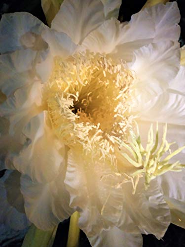 2 Cutting White Epiphyllum oxypetalum for Plant, Queen of The Night Kadupul Plant