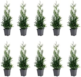 Thuja Arborvitae Green Giant - 10 Live Quart Size Plants - Evergreen Privacy Trees