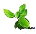 Anubias Nana Golden Rhizome Live Aquarium Plants Decorations by Mainam