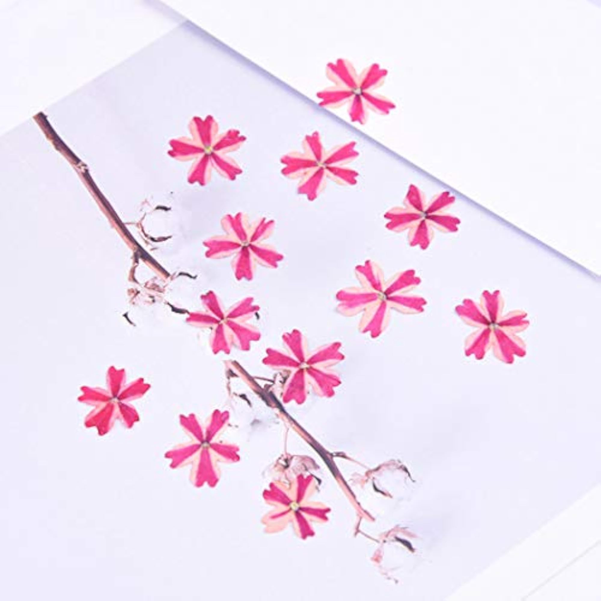 60PCS Dried Flower for Phone Case Craft