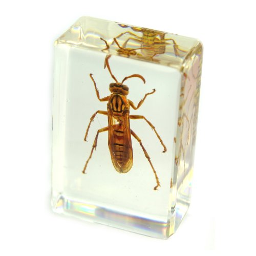 REALBUG Wasp Paperweight (1.8x1.1x0.8)