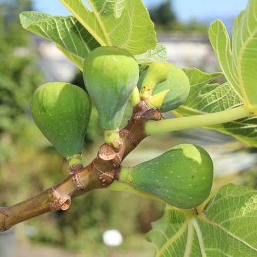 Comprar semillas de higuera - higuera jardín resistentes higos maceta resistentes al aire libre Decoración 400pcs
