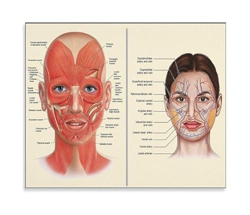 Vintage Face Anatomy Poster Medical Wall Art Facial Muscles Veins Chart for Aesthetics Clinic Treatment Room Decor(Unframed,08x1