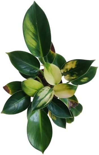 plant store Philodendron White Knight