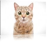 Pixxprint Katze Scottish Straight als Leinwandbild/Größe: 80x60 / Wandbild/Kunstdruck/fertig bespannt