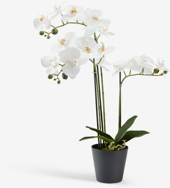Image of PAPERI Artificial Potted Plant with Pot | Artificial Orchid Stem Flower Plant with Plastic Pot | Orchid Bonsai Arrangement | Phalaenopsis Plant | Best for Home, Office, Hotel & Restaurant Decor White