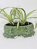 Spider Plant in Round 2 Baby Elephants Pot -JMBamboo