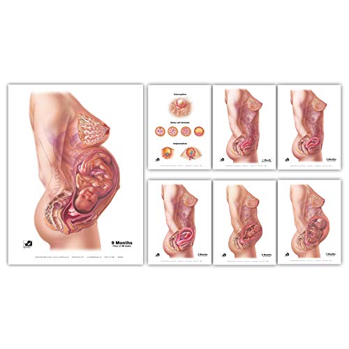 HEALTH EDCO With Child Conception to Birth Chart Set (7)