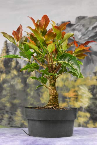 Green Paradise Live ficus Lipstick Beautiful Pre Bonsai Mature Sapling Plant for Bonsai