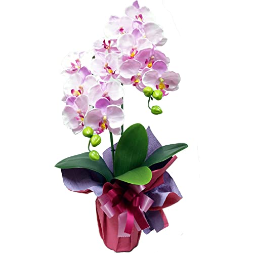 Amazon｜高級 胡蝶蘭2本立ち 光触媒 造花 シルクフラワー (ラベンダー