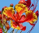 Pride of Barbados Caesalpinia pulcherrima 10 Seeds